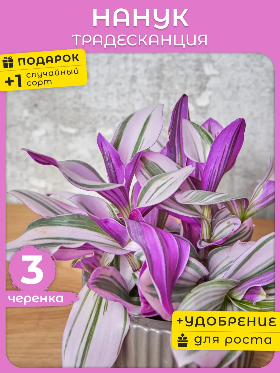 Комнатные растения живые цветы Традесканция Нанук 3ч