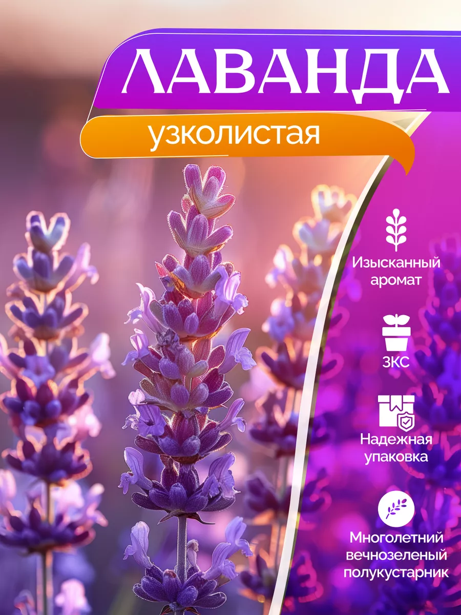 Саженцы лаванды узколистная Garden Seasons 174054753 купить за 526 ₽ в  интернет-магазине Wildberries