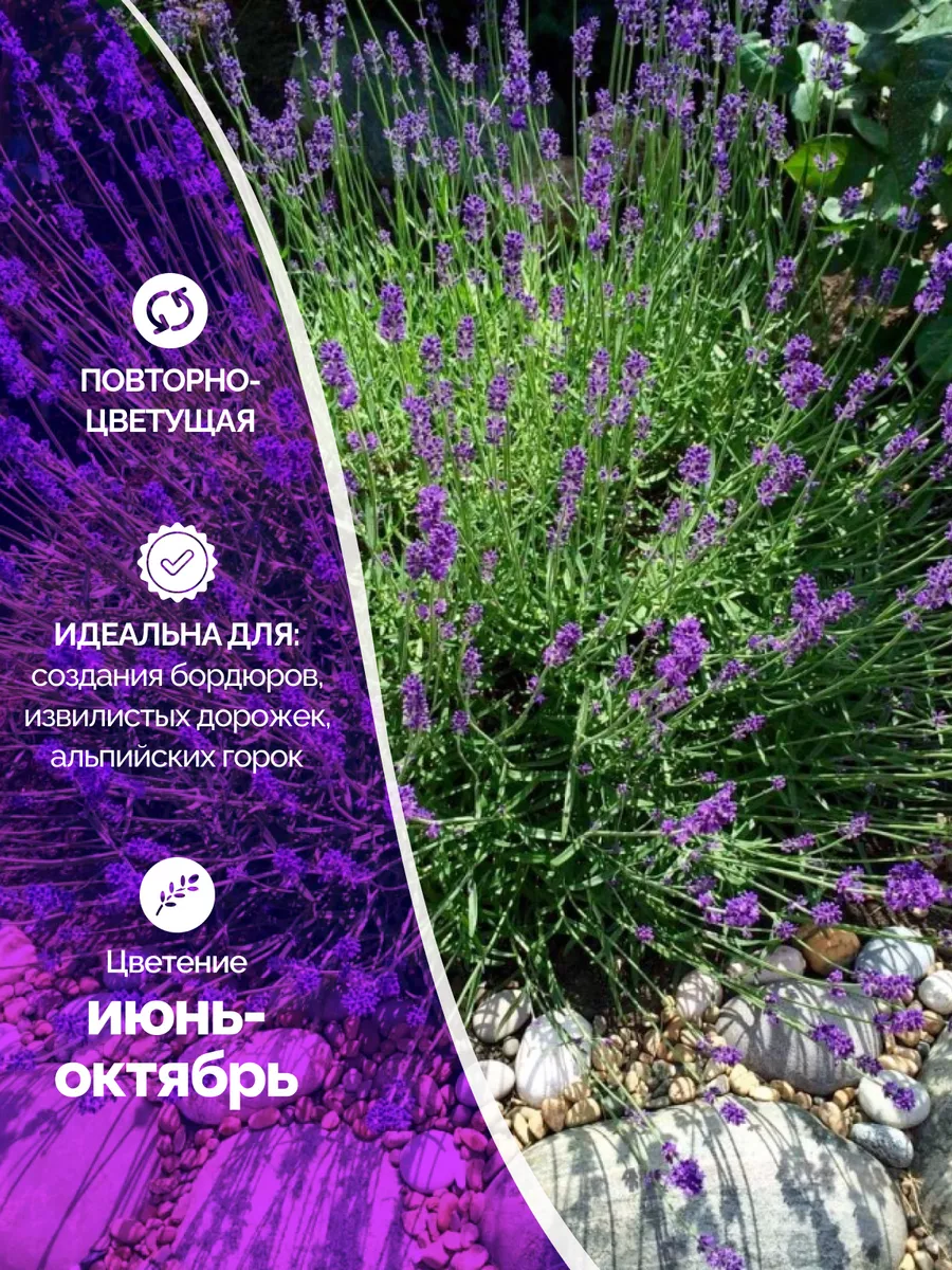 Саженцы лаванды узколистная Garden Seasons 174054753 купить за 526 ₽ в  интернет-магазине Wildberries