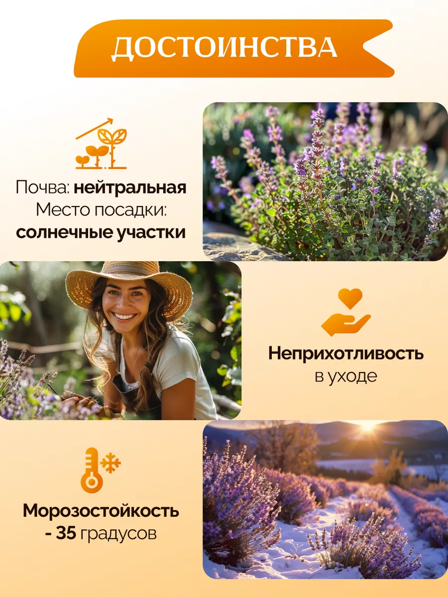 Саженцы лаванды узколистная Garden Seasons 174054753 купить за 526 ₽ в  интернет-магазине Wildberries