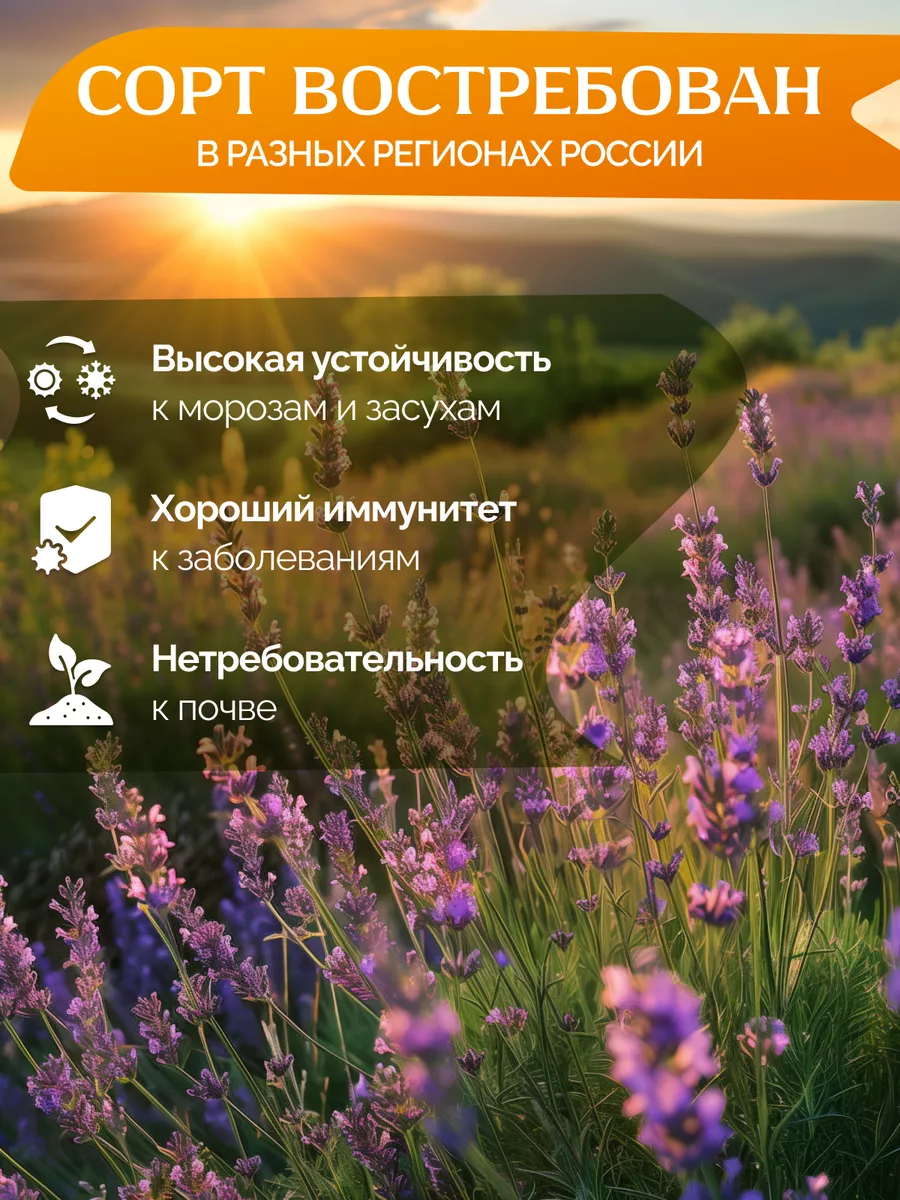 Саженцы лаванды узколистная Garden Seasons 174054753 купить за 526 ₽ в  интернет-магазине Wildberries