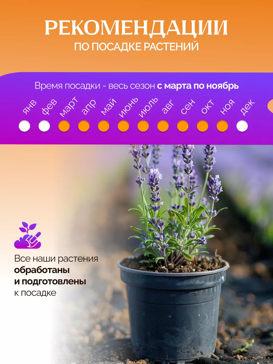 Саженцы лаванды узколистная Garden Seasons 174054753 купить за 526 ₽ в  интернет-магазине Wildberries