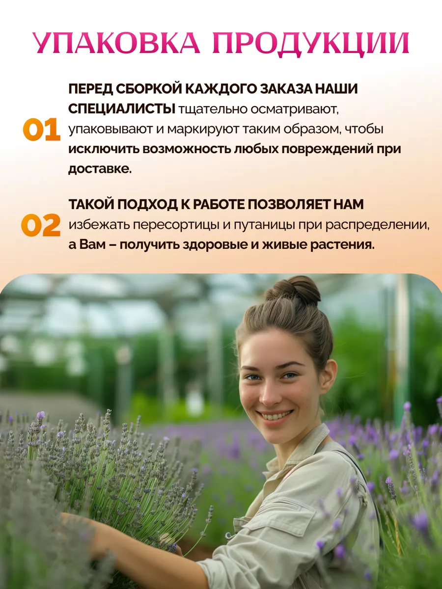 Саженцы лаванды узколистная Garden Seasons 174054753 купить за 526 ₽ в  интернет-магазине Wildberries