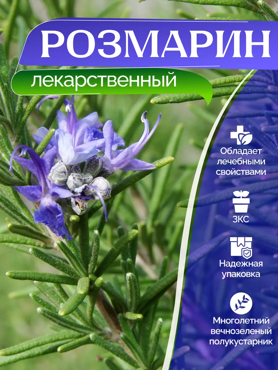 Саженцы розмарин Garden Seasons 174059239 купить за 567 ₽ в  интернет-магазине Wildberries