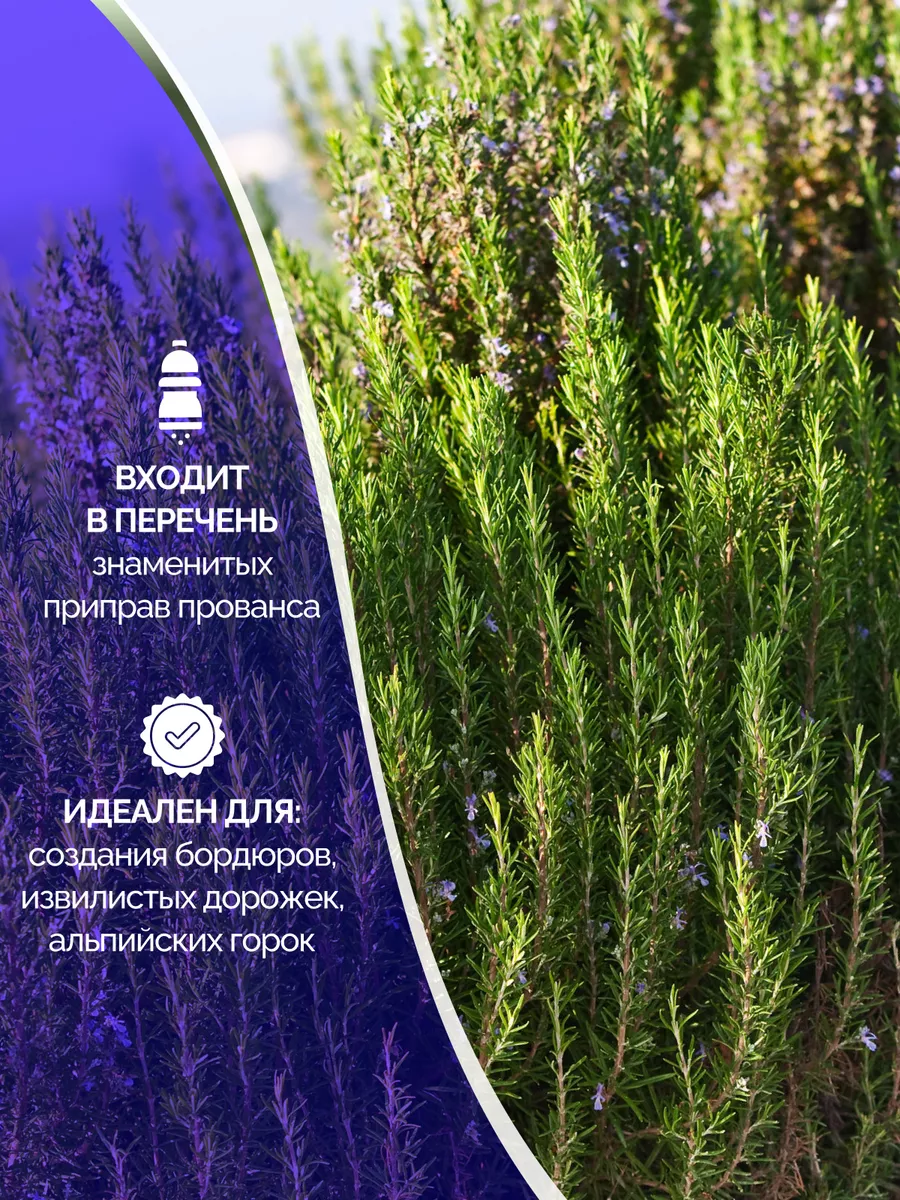 Саженцы розмарин Garden Seasons 174059239 купить за 567 ₽ в  интернет-магазине Wildberries