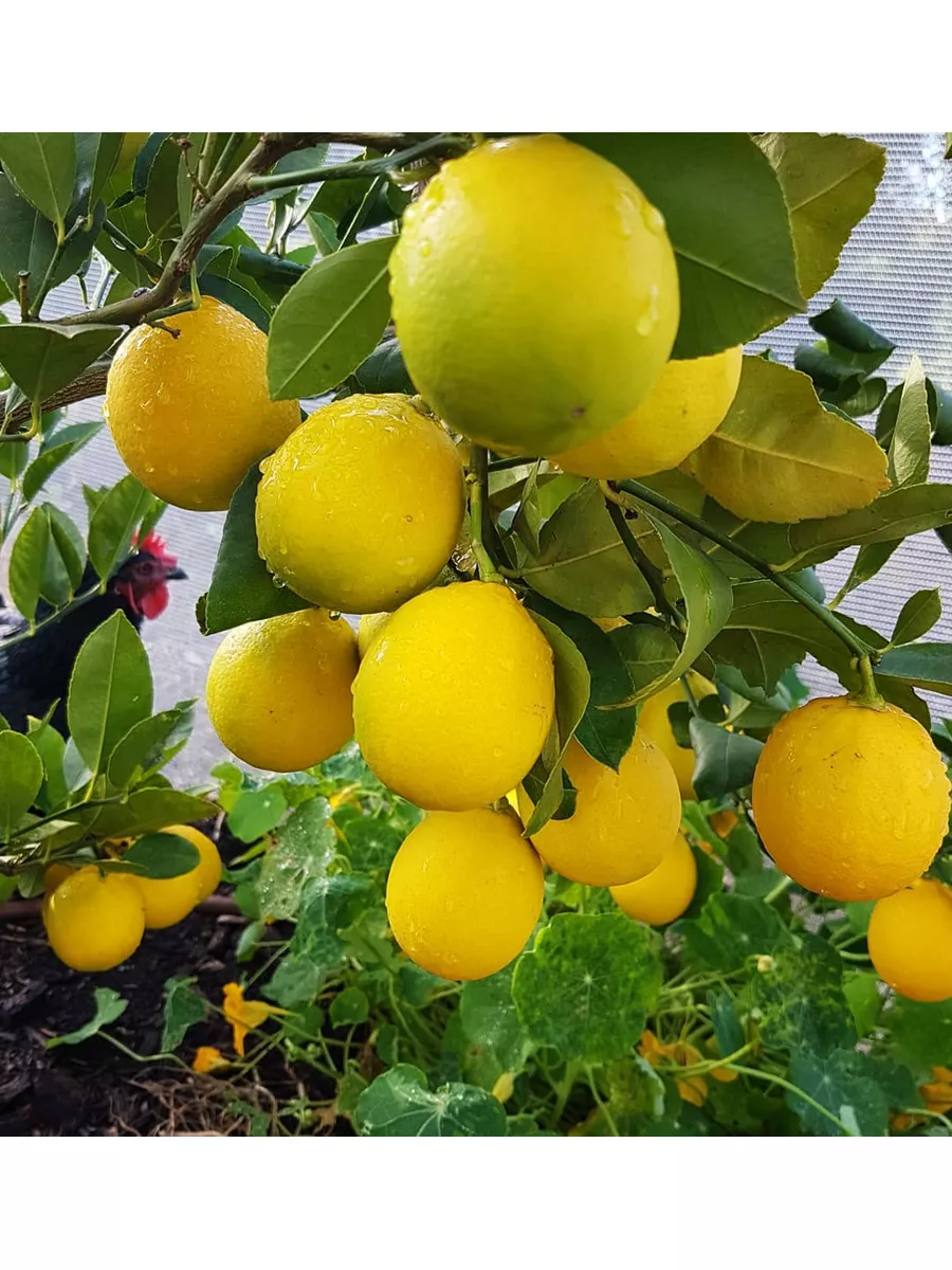 Лимон Пандероза - лимон Пандероза уход - лимон сорт Пандероза