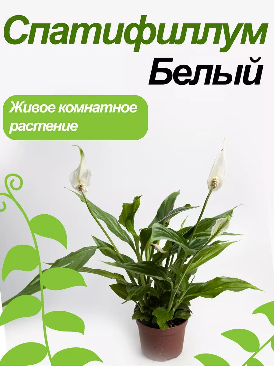 Спатифиллум Green_World 174098559 купить в интернет-магазине Wildberries