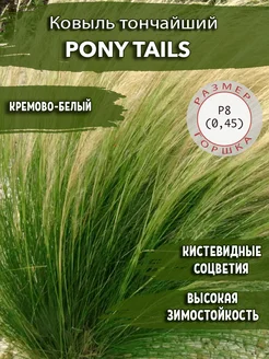 Ковыль тончайший Pony Tails Садовые Растения 174164232 купить за 317 ₽ в интернет-магазине Wildberries