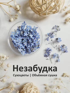 Сухоцветы незабудки suhotswet_Sh 174278725 купить за 509 ₽ в интернет-магазине Wildberries