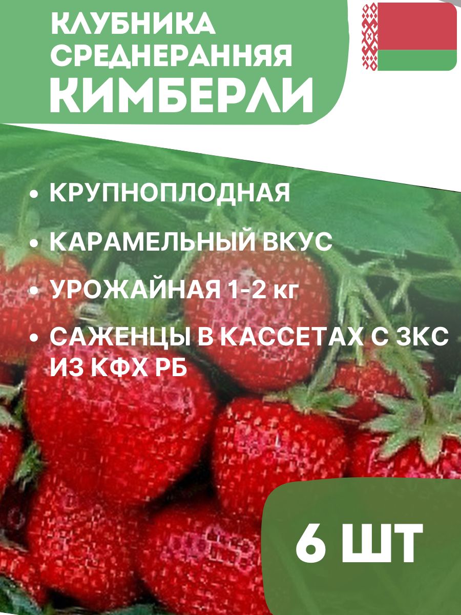 Клубника кимберли фото и описание