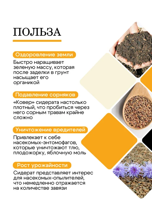 Природа Мёда Семена фацелии пижмолистной 1 кг, урожай 2026 года, 5 кг, фото 2