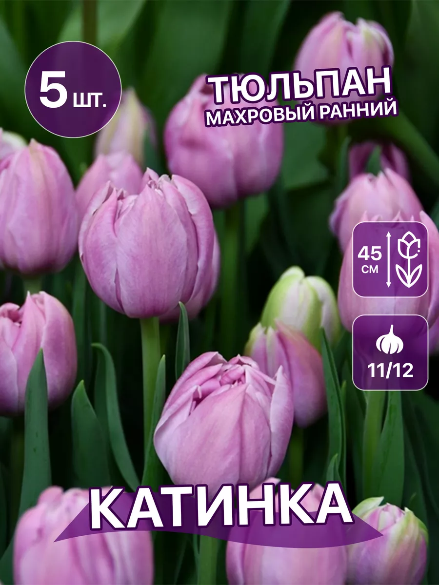 Тюльпан Катинка, 5 луковиц COLORLINE 174587038 купить в интернет-магазине  Wildberries