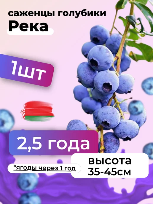 саженцы голубики садовой Саженцы голубики морозостойкие Река 2,5 года, Беларусь 1шт