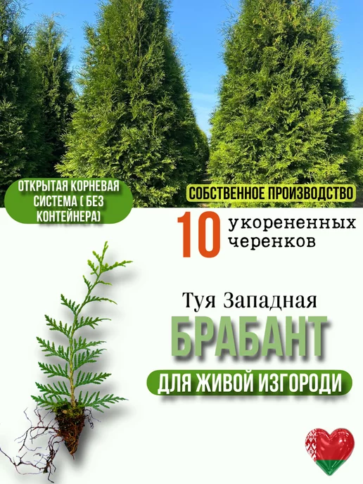 Саженцы Брабант Туя Брабант, 10штук, окс