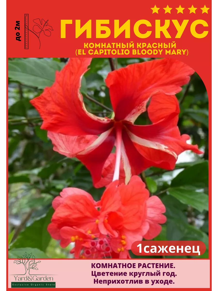 Гибискус комнатный Yard&Garden 174714135 купить в интернет-магазине  Wildberries