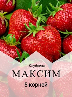 Клубника МАКСИМ 5 корней ЗКС 174734153 купить за 304 ₽ в интернет-магазине Wildberries