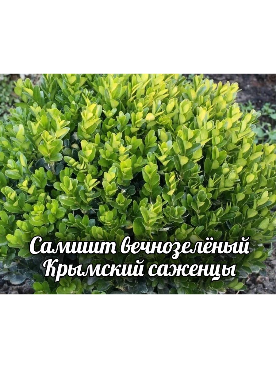 Самшит декоративные кустарники фото и описание. Buxus sempervirens самшит. Самшит вечнозелёный. Кустарник Буксус вечнозеленый. Самшит кустовой.