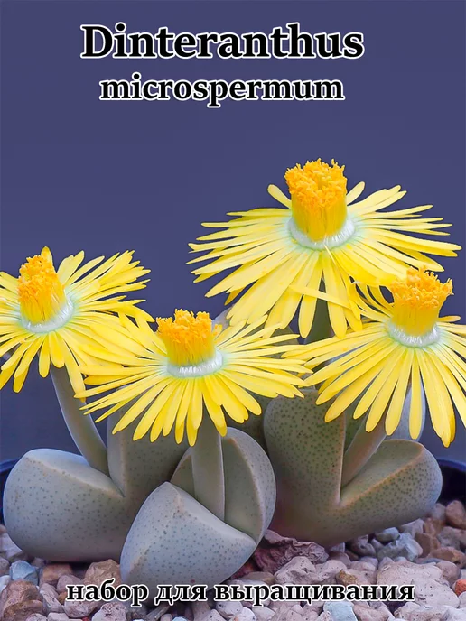 Стильные горшочки Dinteranthus microspermum (набор для выращивания), вариант, фото 2