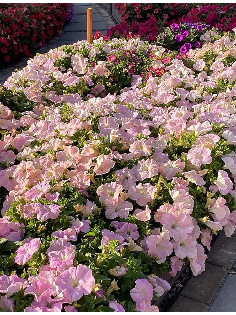 10 цветов, которые непрерывно цветут все лето: опыт выращивания, фото