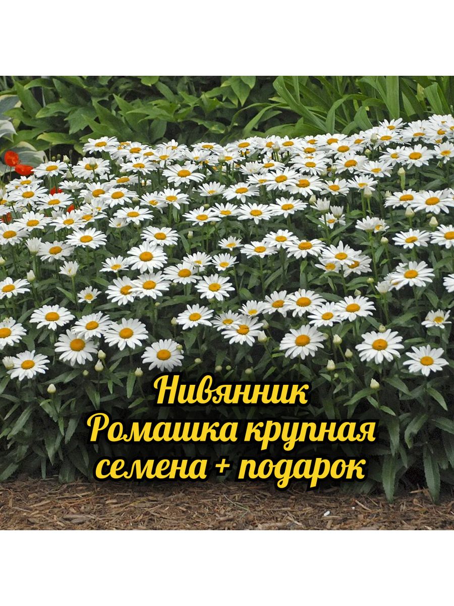 Цветы нивяник аляска. Нивяник великолепный Leucanthemum superbum Madonna. Леукантемум Аляска. Цветок нивяник Аляска. Нивяник Сноу кэп.