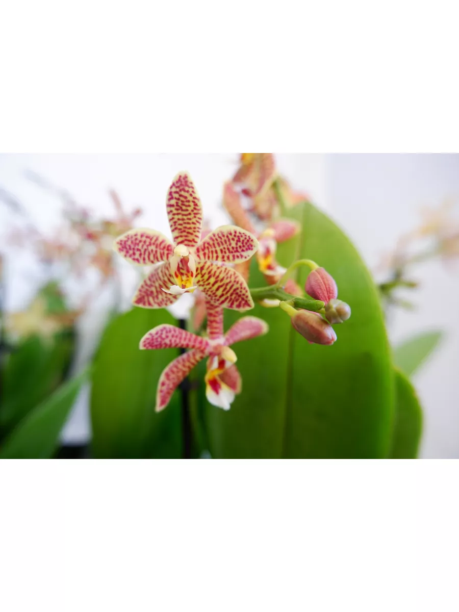 Орхидея Фаленопсис Spider multiflora отцветшая Orchid22 174822274 купить в  интернет-магазине Wildberries