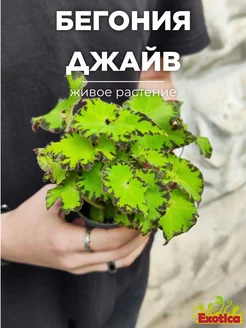 Бегония Рекс Джайв (Begonia Rex Red Jive) D6см Exotica 174883402 купить за 635 ₽ в интернет-магазине Wildberries