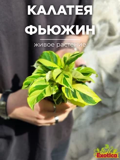 Калатея Йеллоу Фьюжин (Calathea Yellow Fusion) D6см Exotica 174885102 купить за 1 377 ₽ в интернет-магазине Wildberries