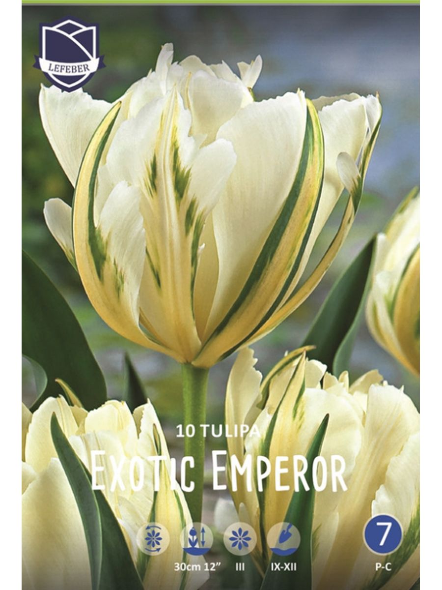 Тюльпан Фостера exotic Emperor