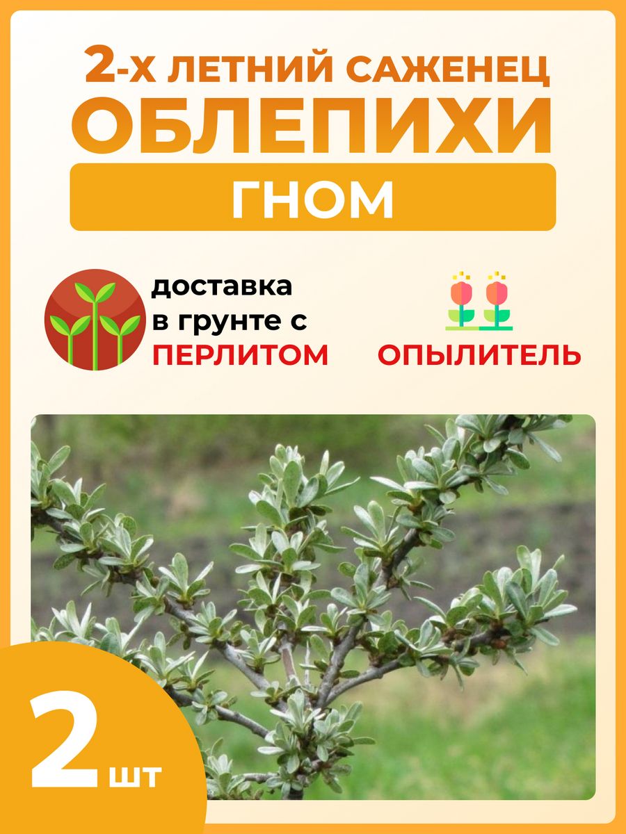 Облепиха гном описание. Облепиха Гном. Как выглядит современные кусты облепихи Гном. Облепиха Гном мужской куст как выглядит.