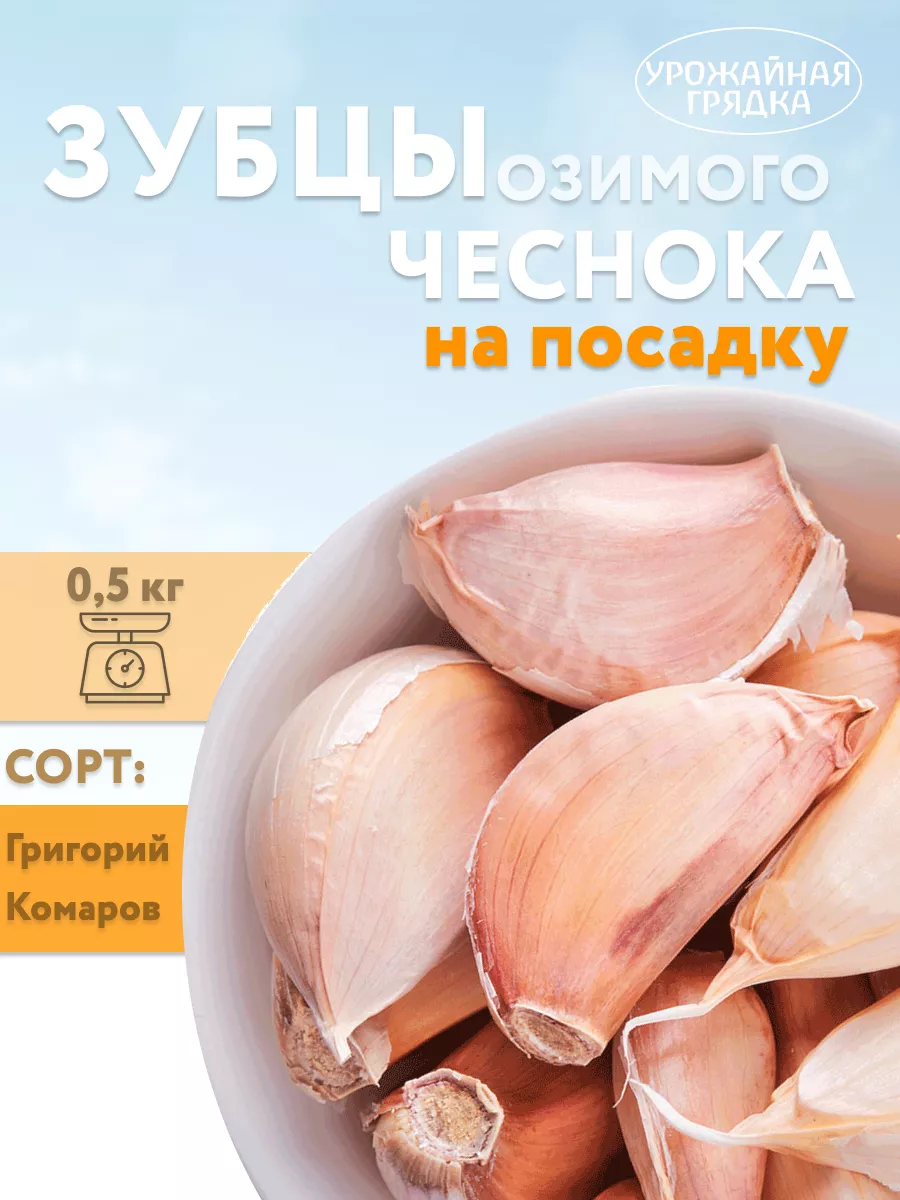 Чеснок озимый на посадку...