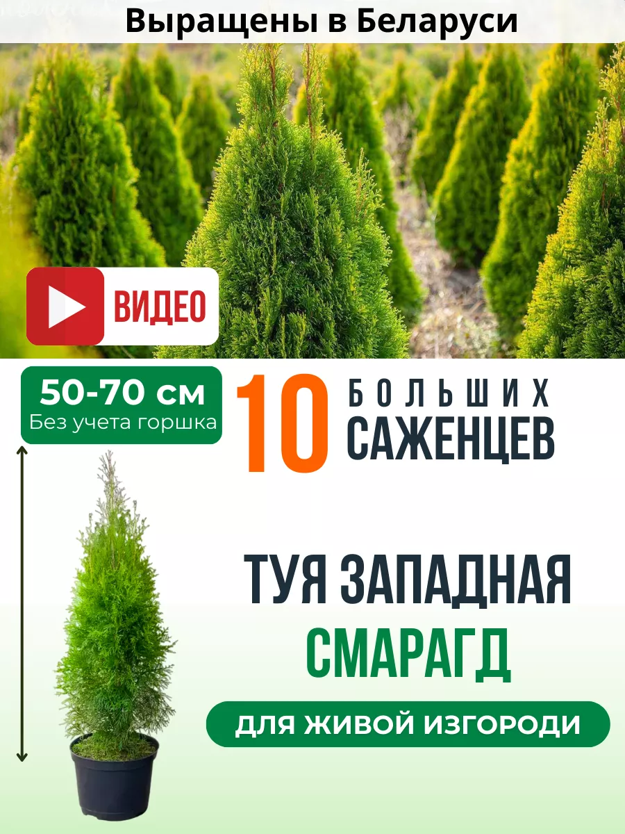 Туи саженцы Смарагд - 10 штук Саженцы хвойных растений 175180550 купить за  7 061 ₽ в интернет-магазине Wildberries