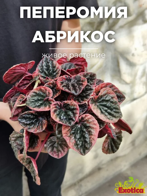 Exotica Пеперомия Каперата Абрикос (Peperomia Abrikos) D11см