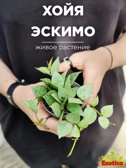 Хойя Крохниана Эскимо (Hoya Krohniana Eskimo) D6см Exotica 175365412 купить за 847 ₽ в интернет-магазине Wildberries