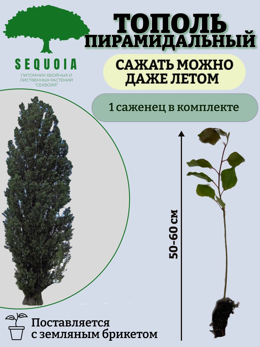 Пирамидальный тополь сканворд. Тополь пирамидальный саженцы. Секвойядендрон саженец. Секвойя саженцы. Пирамидальные тополя без пуха.