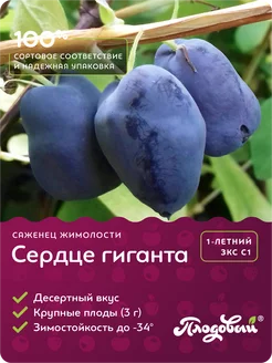 Питомник растений "Плодовый" рассада и саженцы в интернет-магазине Wildberries