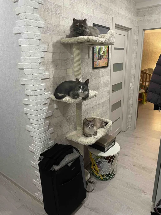 Моя Котя Когтеточка для кошки, белый, фото 4