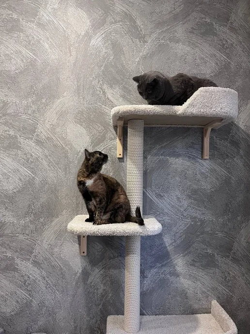 Моя Котя Когтеточка для кошки, белый, фото 6