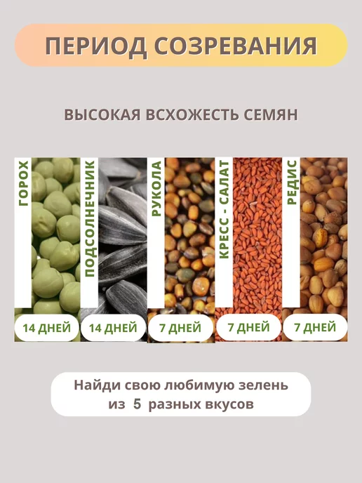 ShpiNat выращивай дома Микрозелень набор семена для проращивания, вариант, фото 3