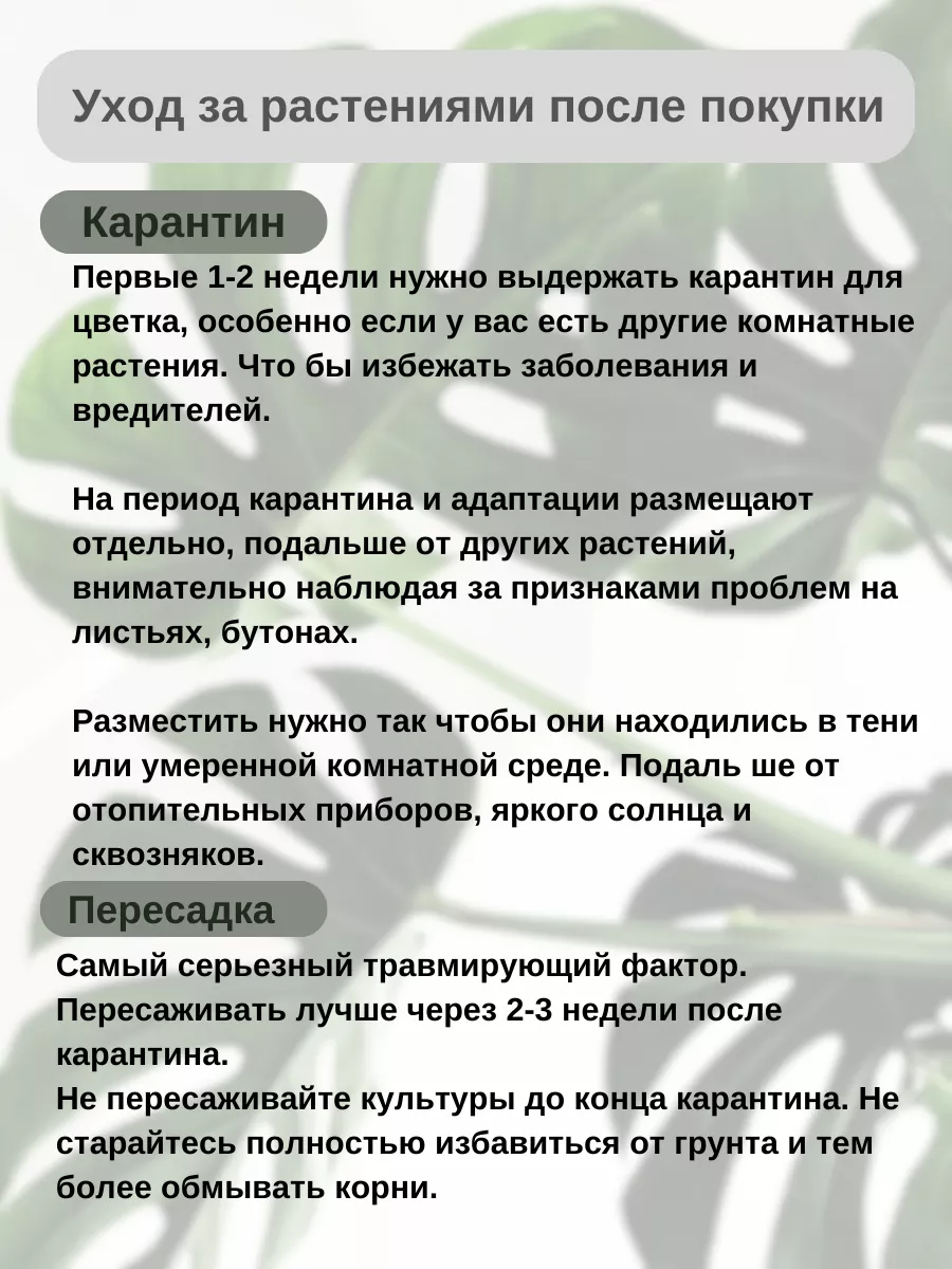 Дипсис Желтоватый Пальма Kiparis1 175637048 купить за 1 154 ₽ в  интернет-магазине Wildberries