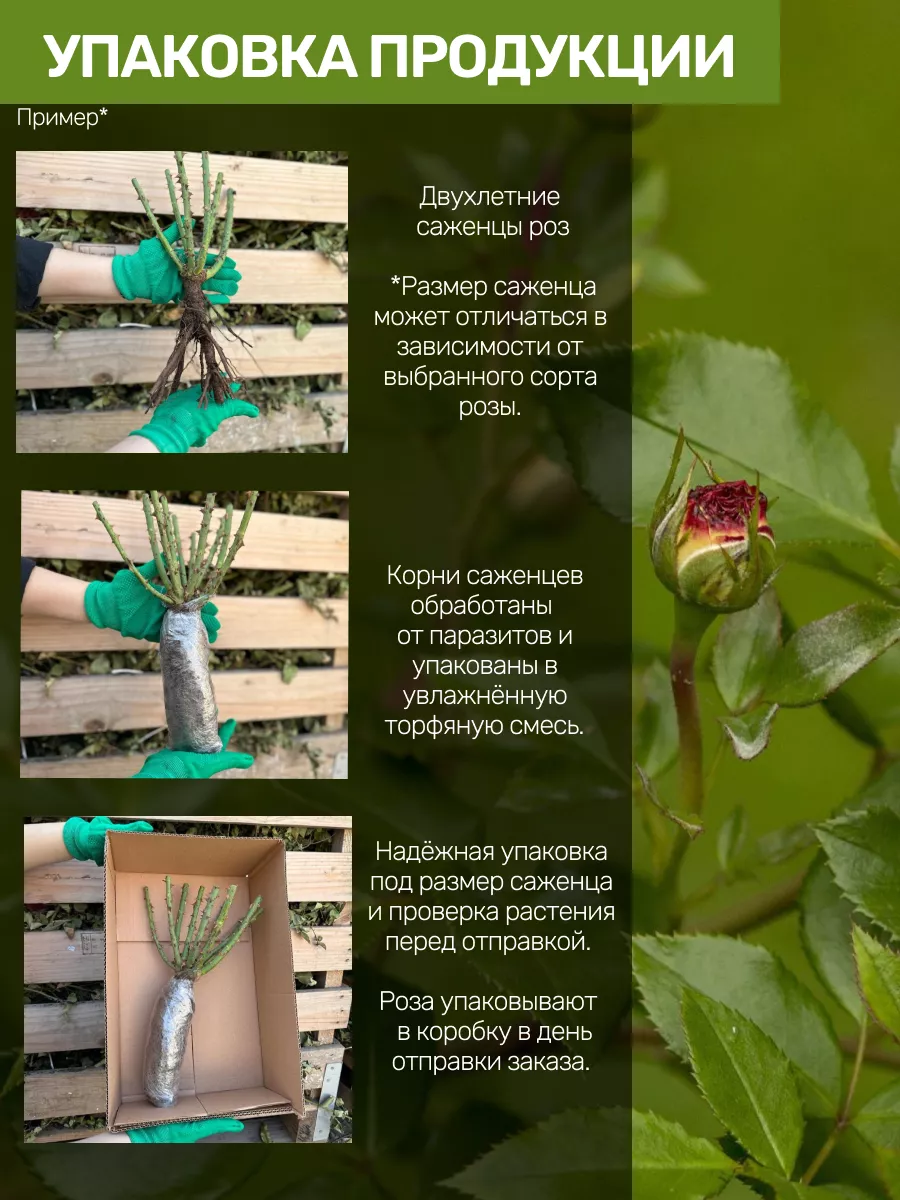 Саженцы Роз Посадика 175644579 купить за 361 ₽ в интернет-магазине  Wildberries