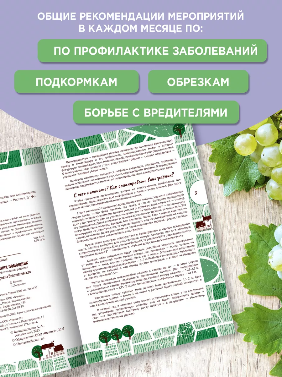 Как вырастить виноград на своем участке: правила и советы