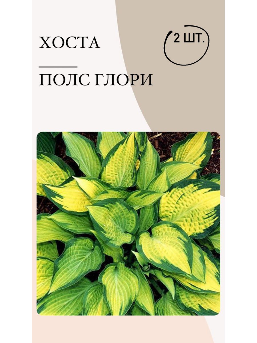 Хоста мохито фото и описание. Хоста луковицы. Хоста Виктори. Хоста киви Сперминт. Хоста Kiwi Spearmint.