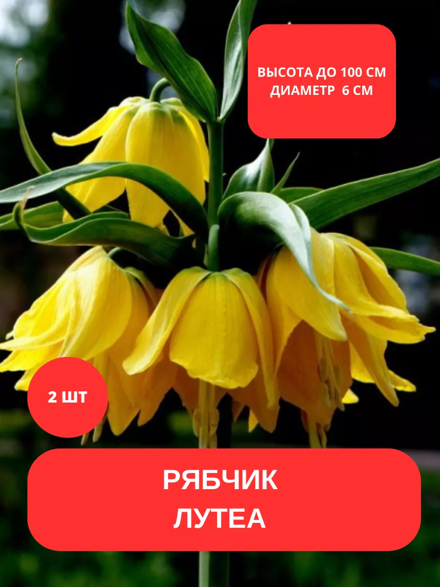 Купить Луковицы Рябчиков Недорого