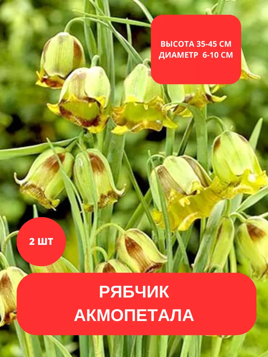 Купить Луковицы Рябчиков Недорого
