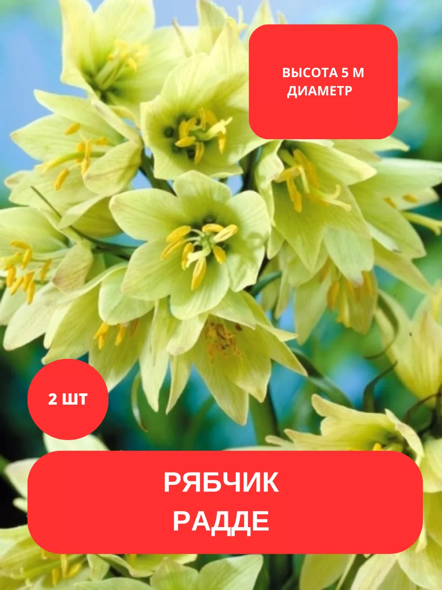 Купить Луковицы Рябчиков Недорого