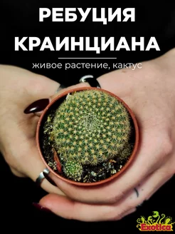 Кактус Ребуция Краинциана, Красная (Rebutia Krainziana) D5см Exotica 175848099 купить за 669 ₽ в интернет-магазине Wildberries