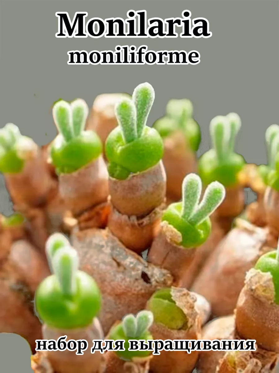 Monilaria moniliforme (набор для выращивания) Стильные горшочки 175903088  купить за 403 ₽ в интернет-магазине Wildberries