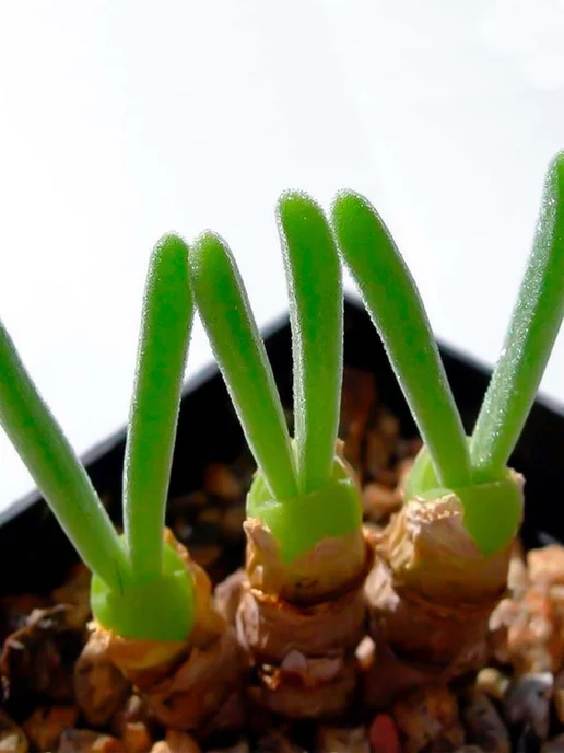 Стильные горшочки Monilaria pisiforme (набор для выращивания), вариант, фото 2