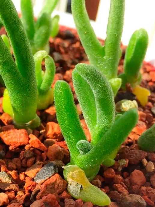 Стильные горшочки Monilaria pisiforme (набор для выращивания), вариант, фото 3