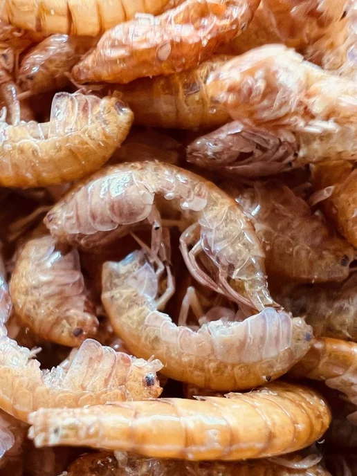 MANGRA exotic Корм сухой PROTEIN X5 Гаммарус тушка 250 мл для черепах, 650 мл, фото 5